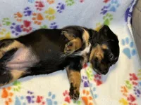 Cookie Monster, a female Miniature Dachshund for sale in Richmond, VA – Photo 3 of 5