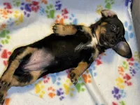 Cookie Monster, a female Miniature Dachshund for sale in Richmond, VA – Photo 4 of 5