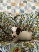 Louise, a female Chihuahua and Miniature Dachshund for sale in Richmond, VA – 6 of 6