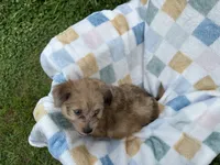 Grumpy, a male Miniature Dachshund for sale in Richmond, VA – 9 of 10