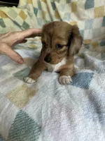 Brownie  CKC Miniature Dachshund , a female Miniature Dachshund for sale in Richmond, VA – 7 of 10