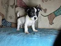 Fozzie, a male Chihuahua and Miniature Dachshund for sale in Richmond, VA – Photo 5 of 10