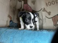 Fozzie, a male Chihuahua and Miniature Dachshund for sale in Richmond, VA – Photo 9 of 10