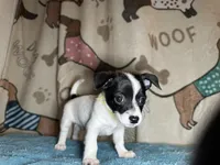 Fozzie, a male Chihuahua and Miniature Dachshund for sale in Richmond, VA – Photo 6 of 10