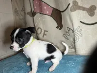 Fozzie, a male Chihuahua and Miniature Dachshund for sale in Richmond, VA – Photo 4 of 10