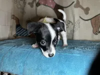 Fozzie, a male Chihuahua and Miniature Dachshund for sale in Richmond, VA – Photo 10 of 10