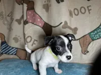 Fozzie, a male Chihuahua and Miniature Dachshund for sale in Richmond, VA – Photo 3 of 10