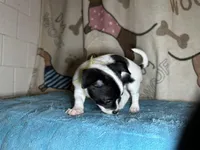 Fozzie, a male Chihuahua and Miniature Dachshund for sale in Richmond, VA – Photo 7 of 10