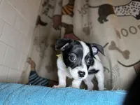 Fozzie, a male Chihuahua and Miniature Dachshund for sale in Richmond, VA – Photo 8 of 10