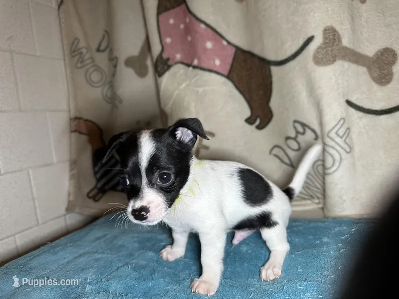 Fozzie – Chihuahua, Miniature Dachshund puppy for sale in Richmond, VA