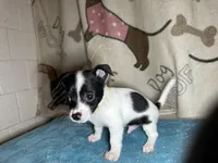 Fozzie, a male Chihuahua and Miniature Dachshund for sale in Richmond, VA – Photo 1 of 10