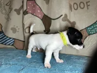 Fozzie, a male Chihuahua and Miniature Dachshund for sale in Richmond, VA – Photo 2 of 10