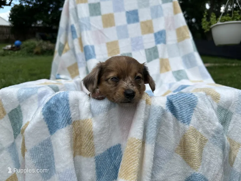 Dopey – Miniature Dachshund puppy for sale in Richmond, VA