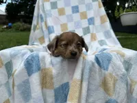 Dopey, a female Miniature Dachshund for sale in Richmond, VA – 1 of 7