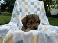 Badhful, a male Miniature Dachshund for sale in Richmond, VA – 3 of 7