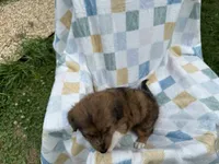 Badhful, a male Miniature Dachshund for sale in Richmond, VA – 5 of 7