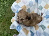 Grumpy, a male Miniature Dachshund for sale in Richmond, VA – 10 of 10