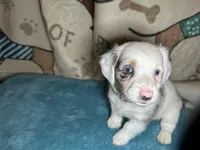 Fred, a male Miniature Dachshund for sale in Richmond, VA – Photo 2 of 10