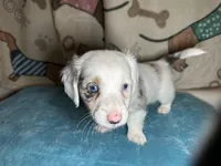 Fred, a male Miniature Dachshund for sale in Richmond, VA – Photo 4 of 10