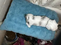 Fred, a male Miniature Dachshund for sale in Richmond, VA – Photo 6 of 10