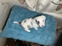 Fred, a male Miniature Dachshund for sale in Richmond, VA – Photo 5 of 10