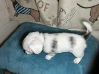 Fred, a male Miniature Dachshund for sale in Richmond, VA – Photo 8 of 10