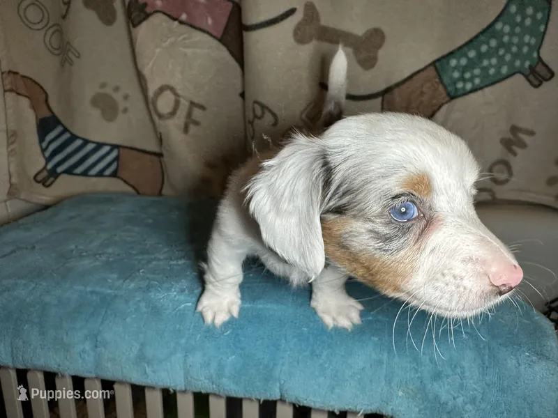 Fred – Miniature Dachshund puppy for sale in Richmond, VA