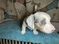 Fred, a male Miniature Dachshund for sale in Richmond, VA – Photo 1 of 10