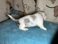 Fred, a male Miniature Dachshund for sale in Richmond, VA – Photo 10 of 10