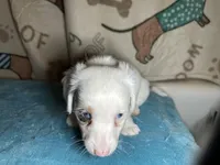 Fred, a male Miniature Dachshund for sale in Richmond, VA – Photo 3 of 10