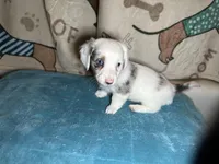 Fred, a male Miniature Dachshund for sale in Richmond, VA – Photo 7 of 10