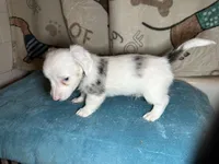 Fred, a male Miniature Dachshund for sale in Richmond, VA – Photo 9 of 10