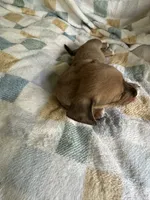 Moe CKC Miniature Dachshund , a male Miniature Dachshund for sale in Richmond, VA – 2 of 7