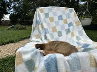 Sneezy, a male Miniature Dachshund for sale in Richmond, VA – 6 of 7