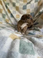 Brownie  CKC Miniature Dachshund , a female Miniature Dachshund for sale in Richmond, VA – 9 of 10