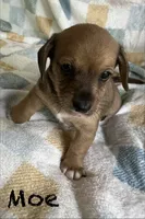 Moe CKC Miniature Dachshund , a male Miniature Dachshund for sale in Richmond, VA – 3 of 7