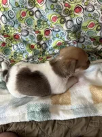Thelma, a female Chihuahua for sale in Richmond, VA – 3 of 8
