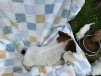 Sleepy, a male Miniature Dachshund for sale in Richmond, VA – 9 of 9