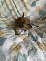 Moe CKC Miniature Dachshund , a male Miniature Dachshund for sale in Richmond, VA – 7 of 7