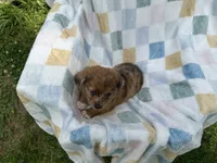 Dopey, a female Miniature Dachshund for sale in Richmond, VA – 3 of 7