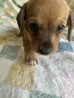 Moe CKC Miniature Dachshund , a male Miniature Dachshund for sale in Richmond, VA – 5 of 7