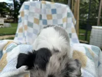 Doc, a female Miniature Dachshund for sale in Richmond, VA – 3 of 5