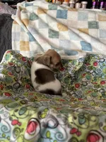 Thelma, a female Chihuahua for sale in Richmond, VA – 5 of 8