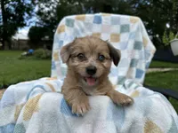 Grumpy, a male Miniature Dachshund for sale in Richmond, VA – 6 of 10