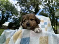 Badhful, a male Miniature Dachshund for sale in Richmond, VA – 2 of 7