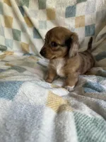 Brownie  CKC Miniature Dachshund , a female Miniature Dachshund for sale in Richmond, VA – 4 of 10