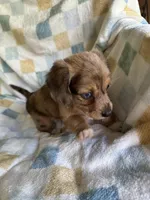 Brownie  CKC Miniature Dachshund , a female Miniature Dachshund for sale in Richmond, VA – 10 of 10