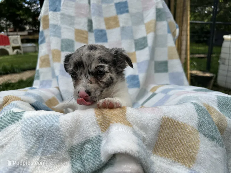 Doc – Miniature Dachshund puppy for sale in Richmond, VA