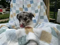 Doc, a female Miniature Dachshund for sale in Richmond, VA – 1 of 5