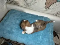 Betty, a female Miniature Dachshund for sale in Richmond, VA – Photo 2 of 6